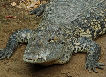 Morelet’s crocodile