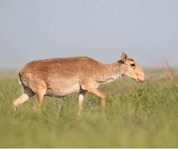 Saiga antelope 