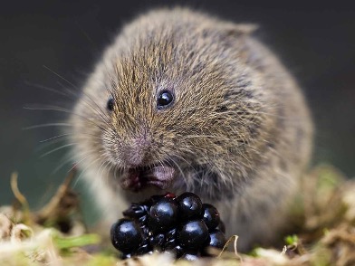 field vole