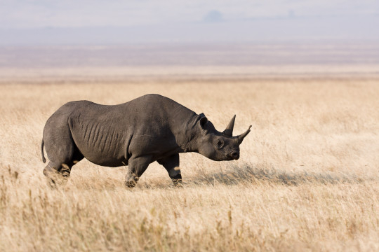 Black_Rhino a black rhino roams the savannah