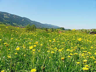 Blumenwiese_bei_Obermaiselstein05 a meadow in bloom