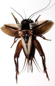 Hawaii Cricket a Hawaii Cricket with wings outstretched