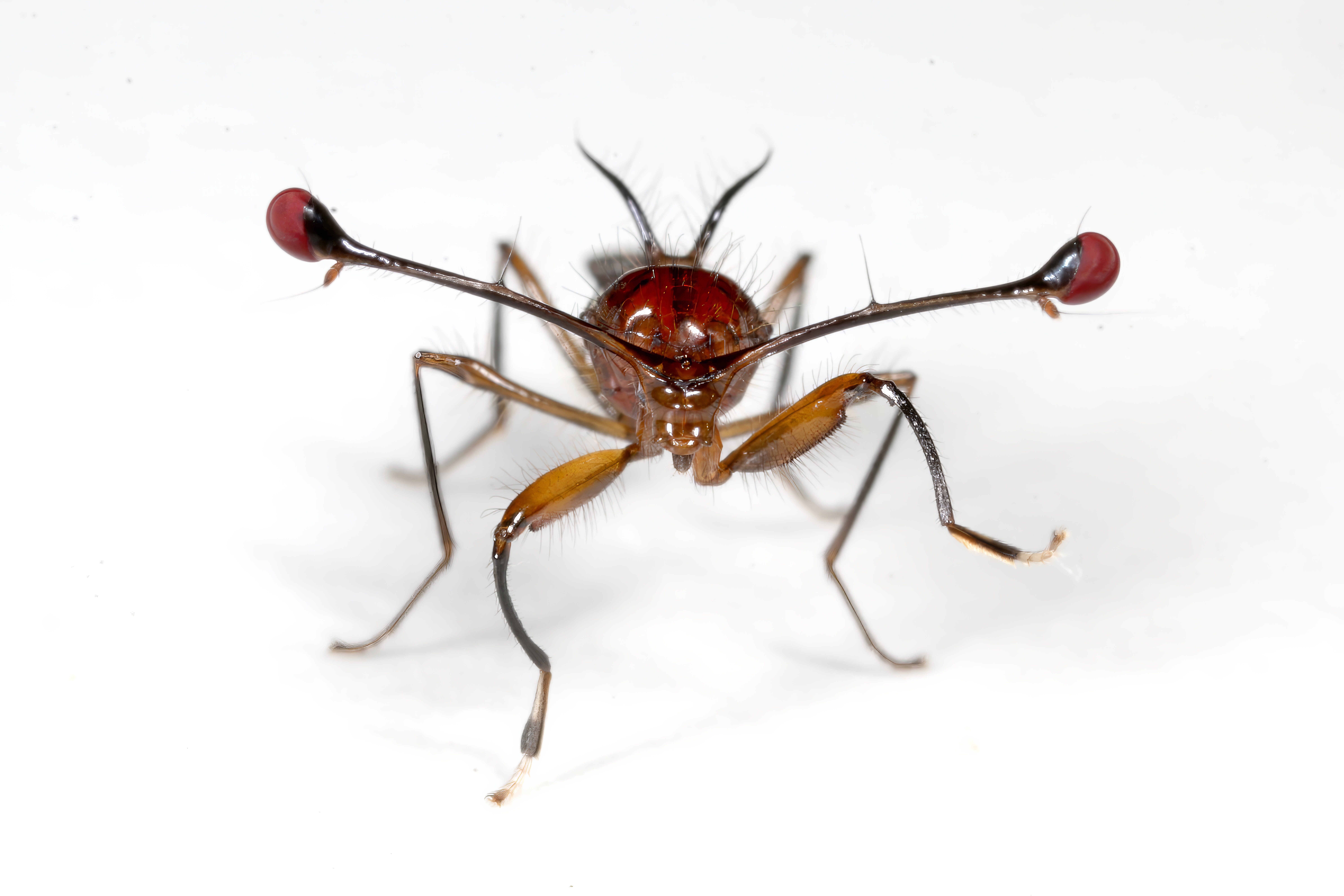 a Hawaii Cricket with wings outstretched